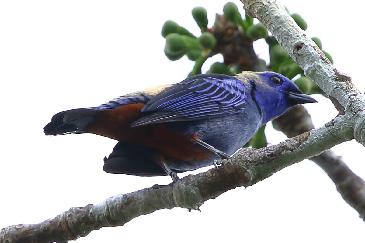 Opal-rumped Tanager - ML110125491