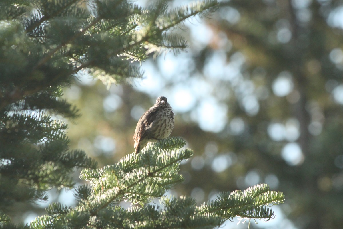 Fox Sparrow - ML110125531