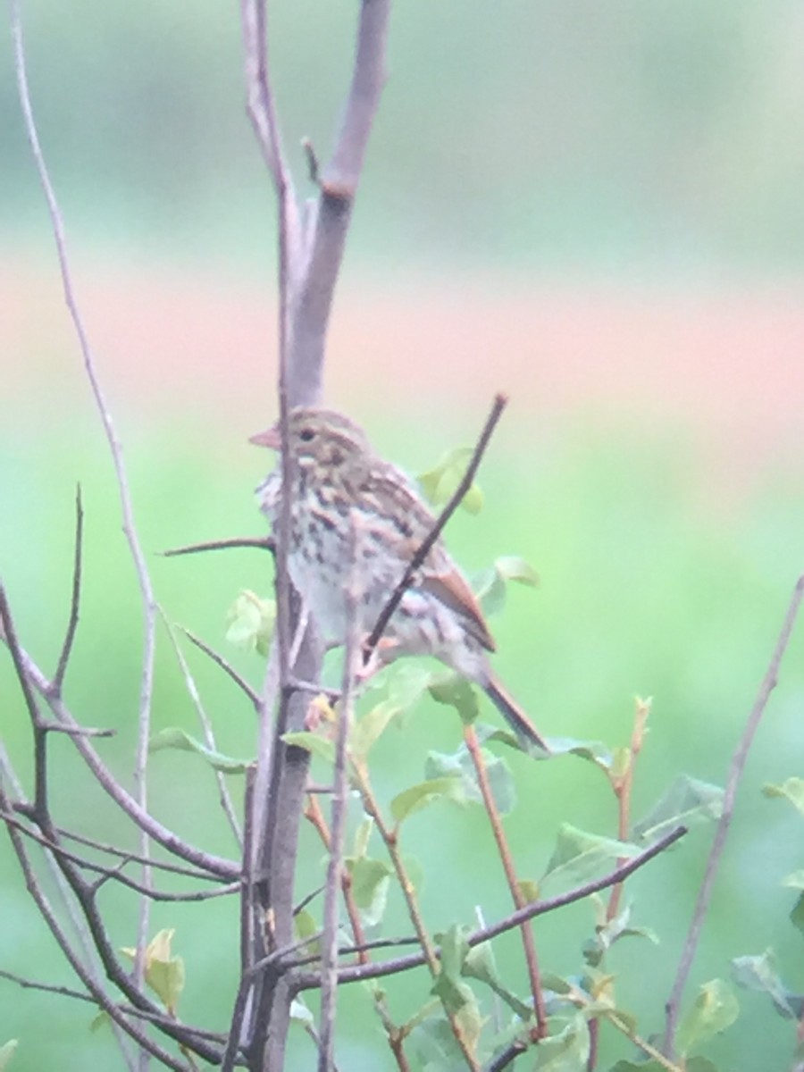 Savannah Sparrow - ML110125981