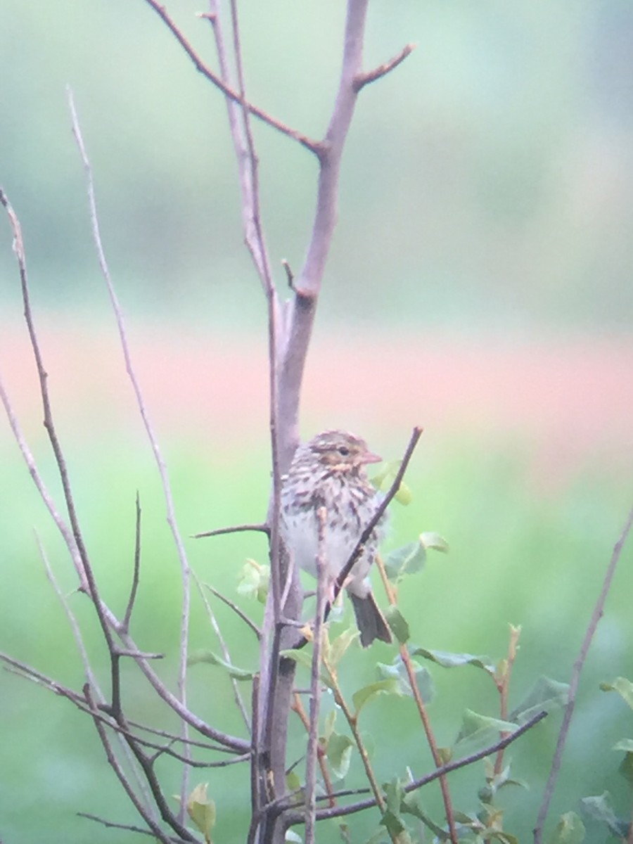 Savannah Sparrow - ML110125991