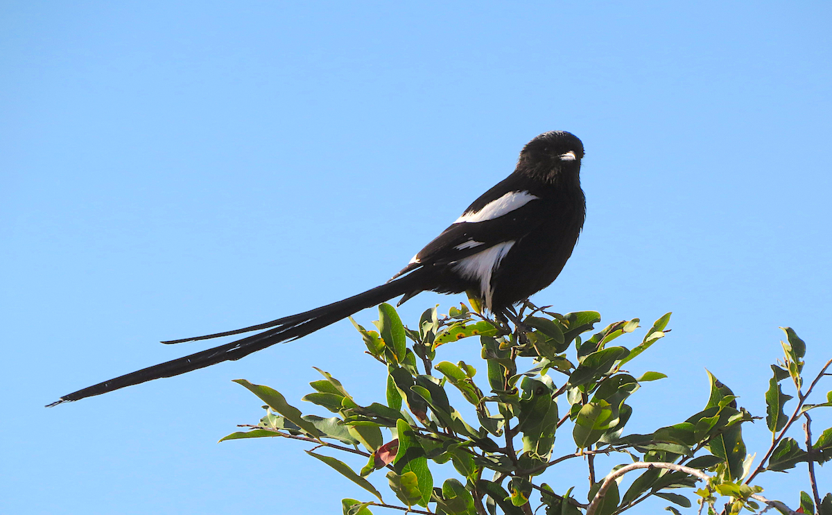 Magpie Shrike - ML110126841