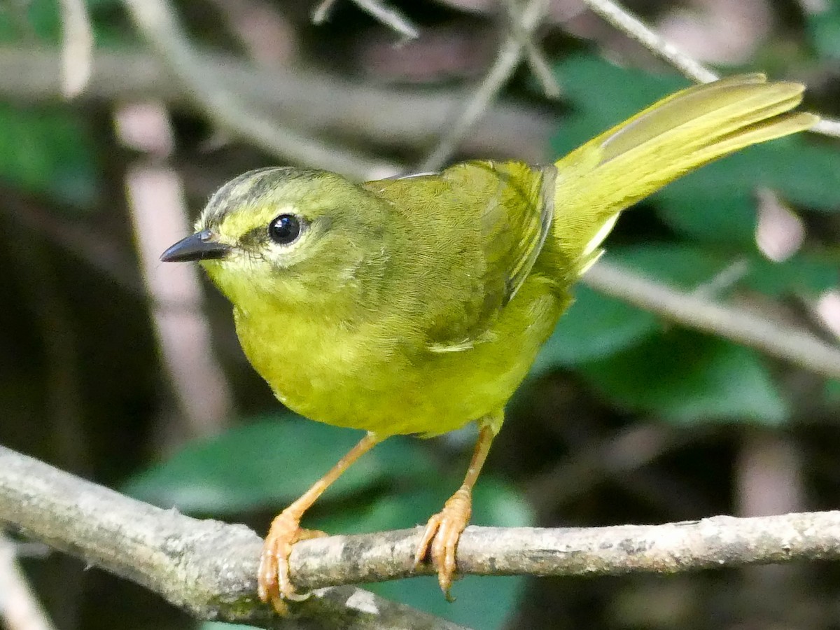 Two-banded Warbler - Jorge  Quiroga