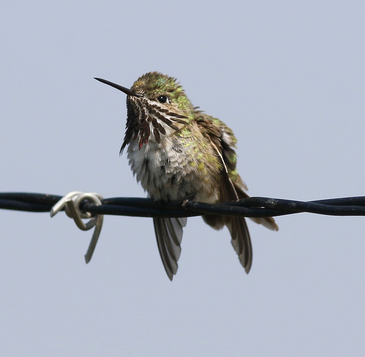 Colibrí Calíope - ML110128241