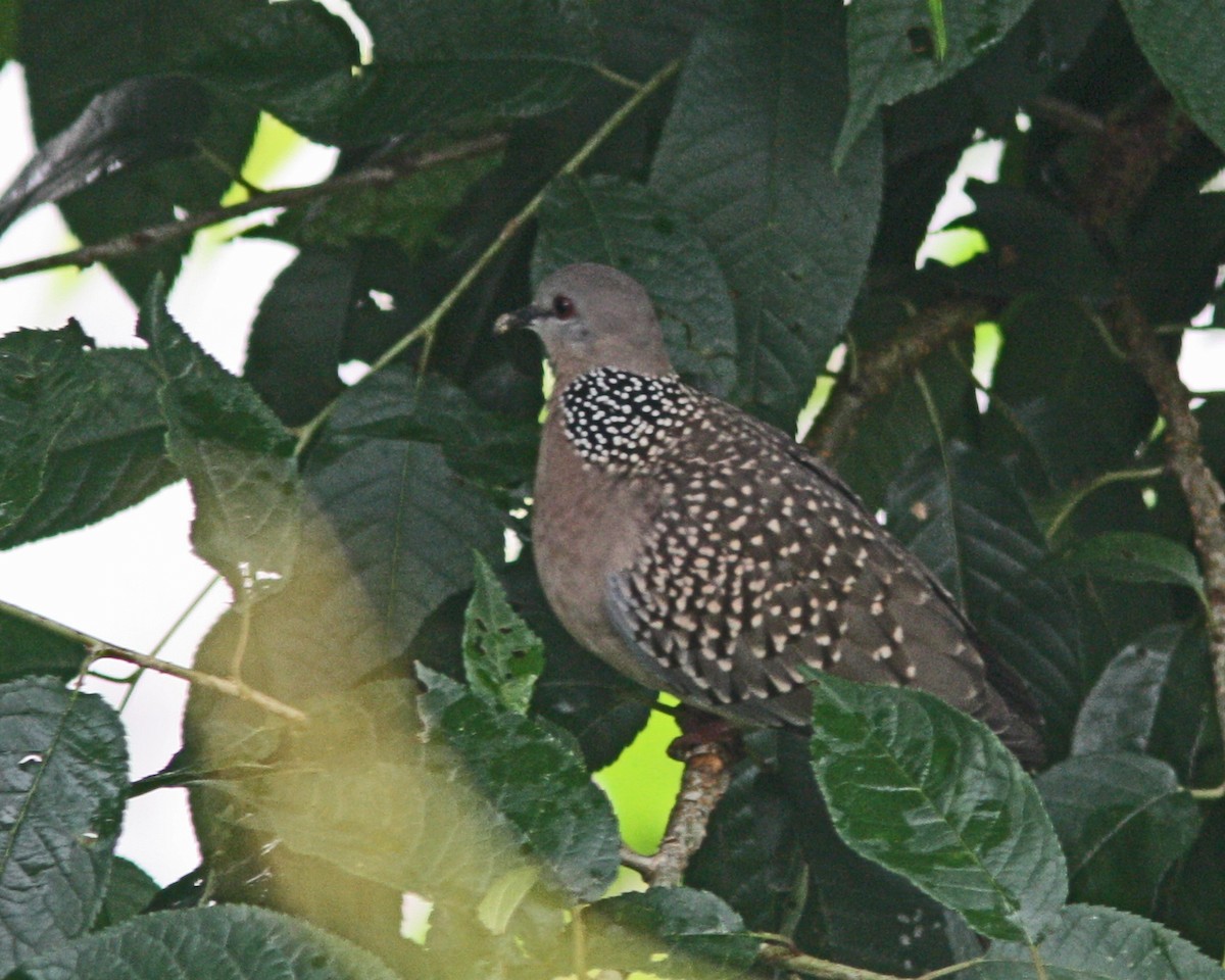 Spotted Dove - ML110129671