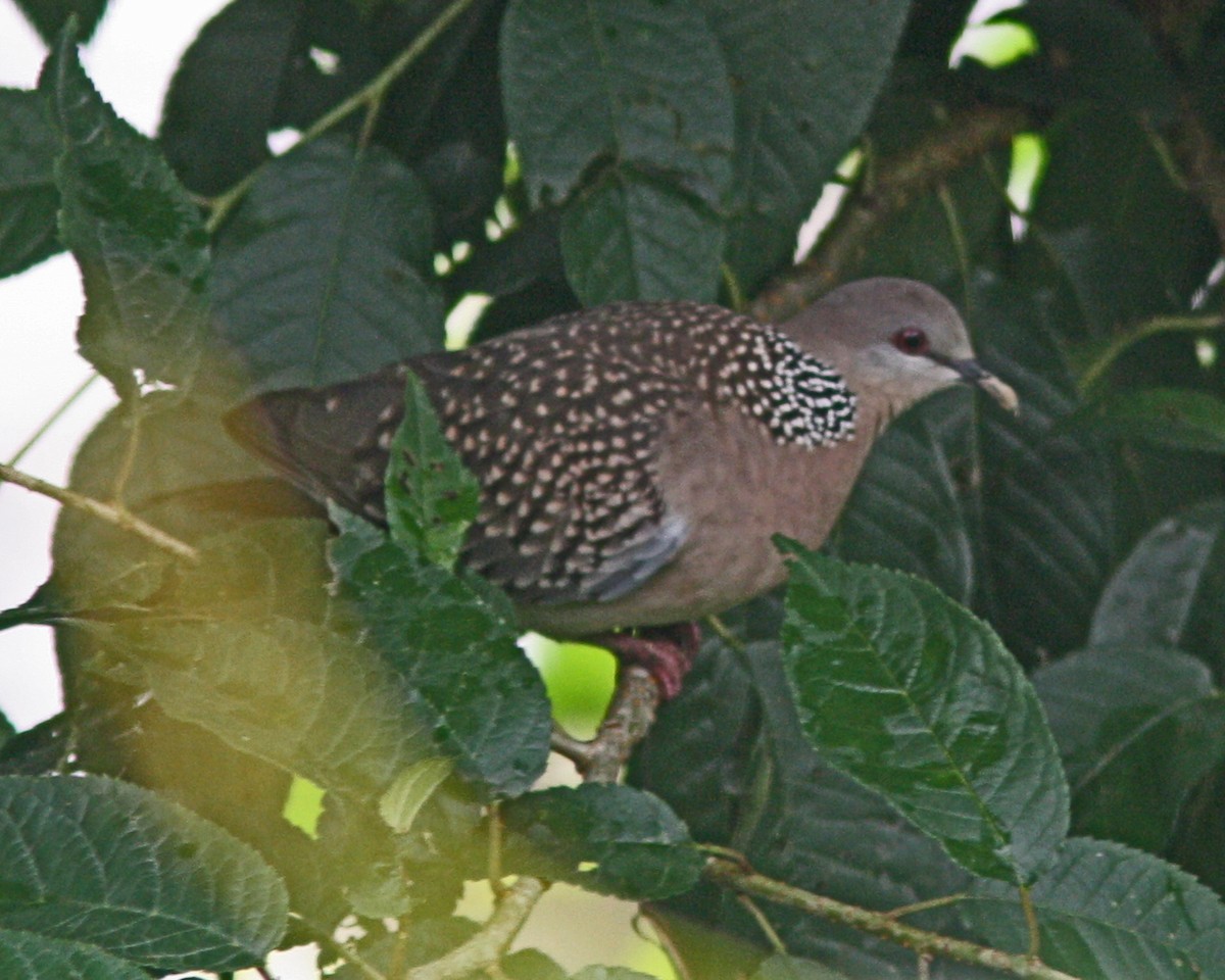 Spotted Dove - ML110129781