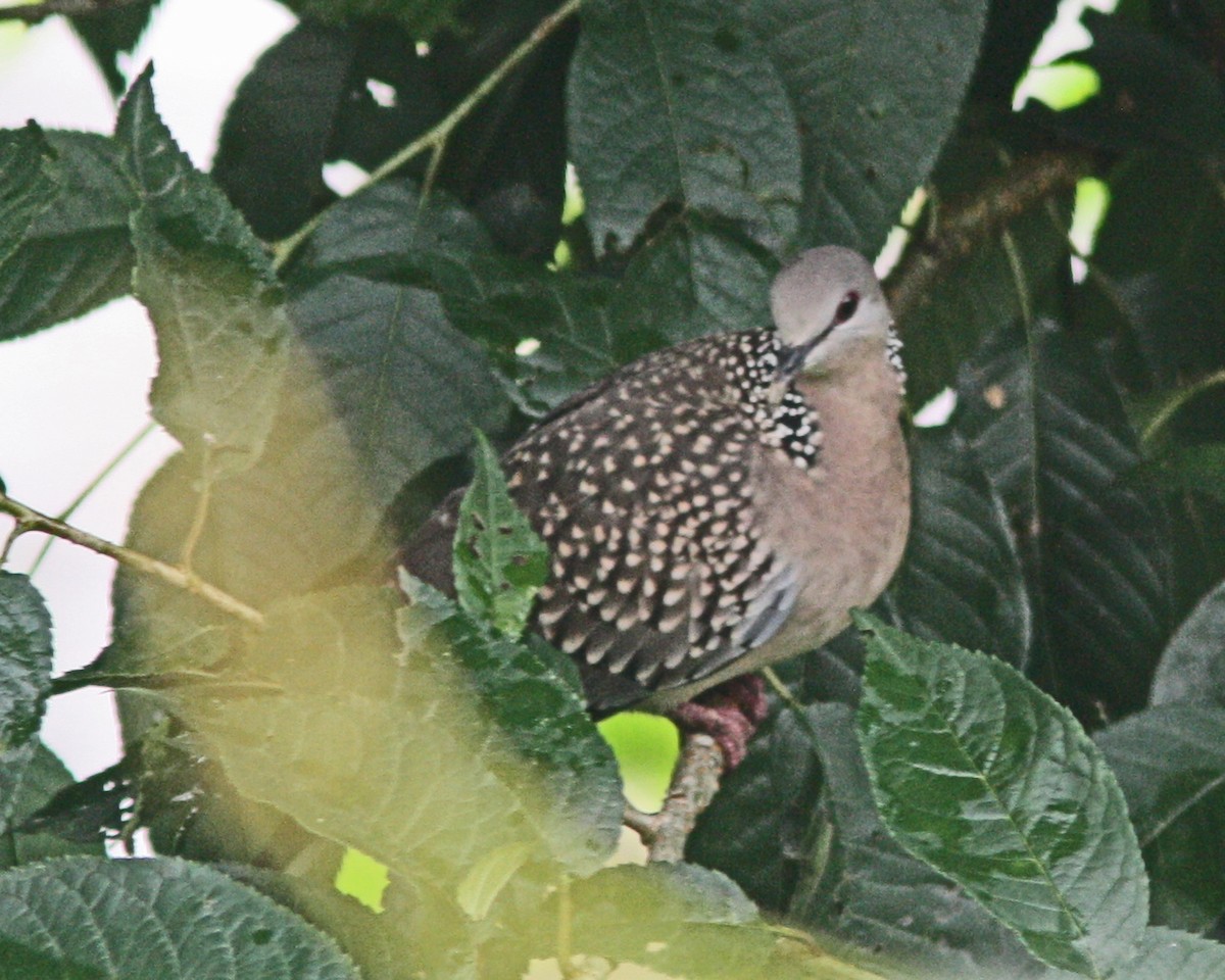 Spotted Dove - ML110129791