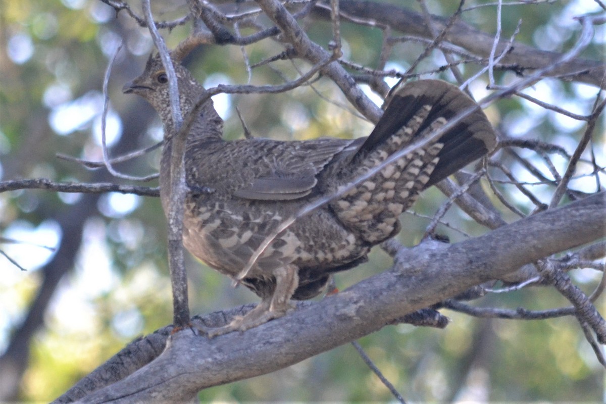 Dusky Grouse - ML110130411