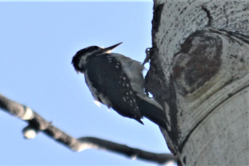 Hairy Woodpecker - ML110130471