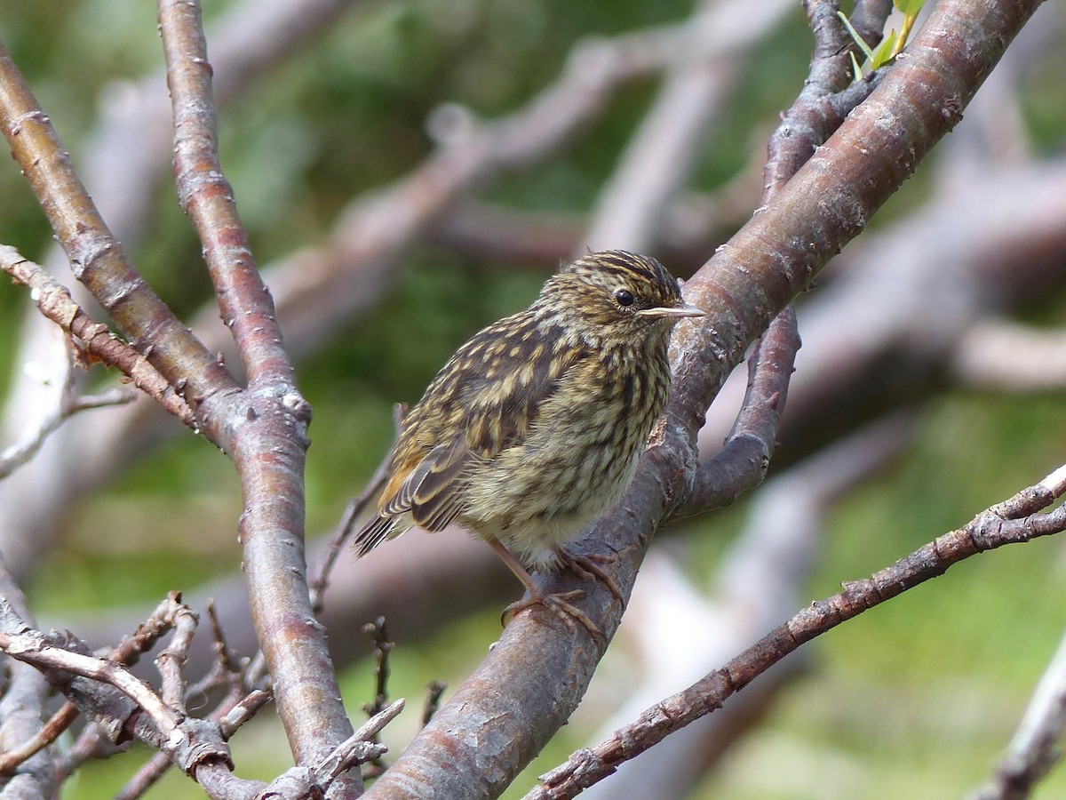 Bluethroat - Peder Stenslie