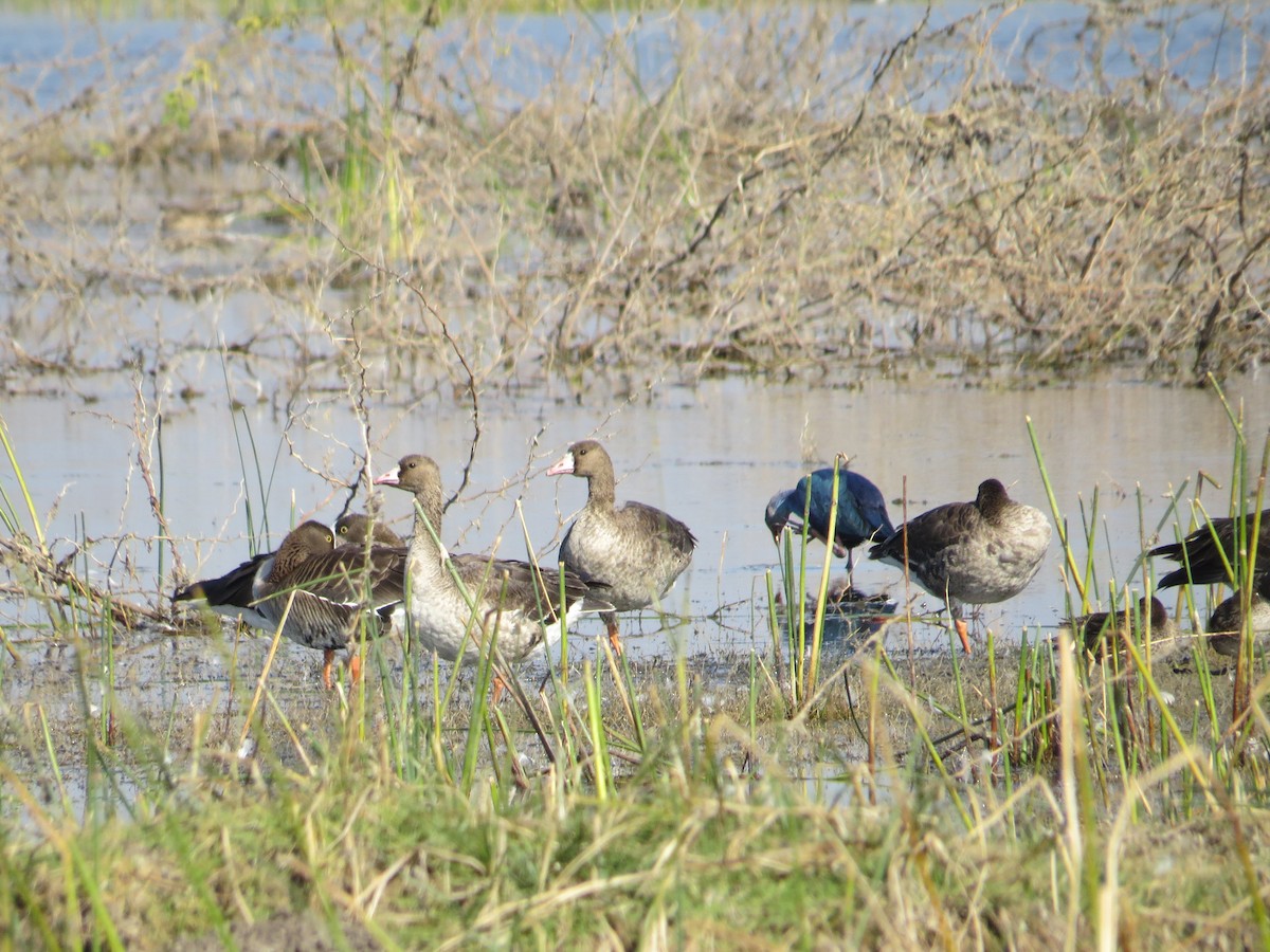 Lesser White-fronted Goose - Sujata Phadke