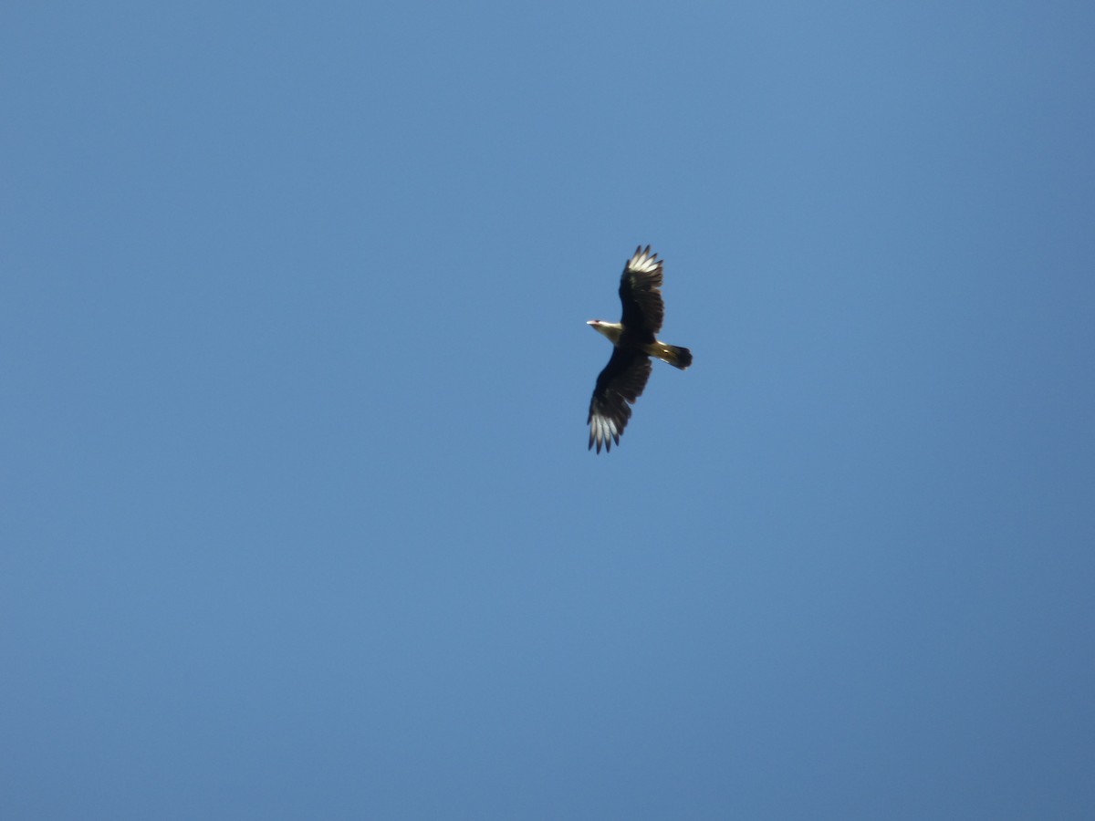 Caracara huppé (cheriway) - ML110133721