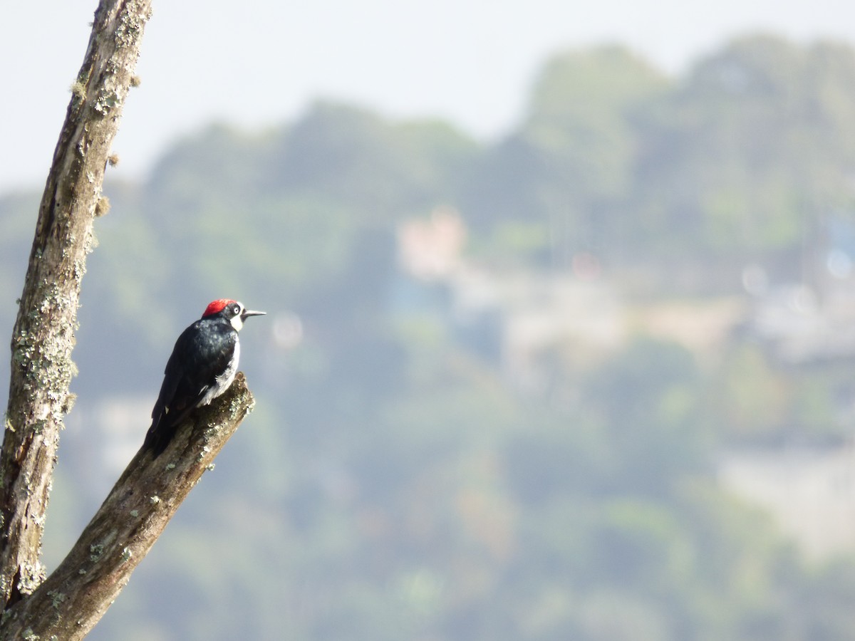 Acorn Woodpecker - ML110133771