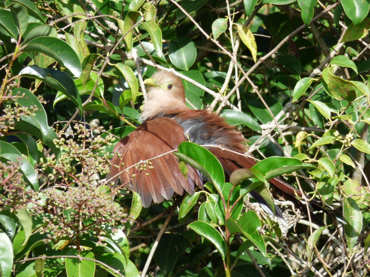 Squirrel Cuckoo - ML110136111