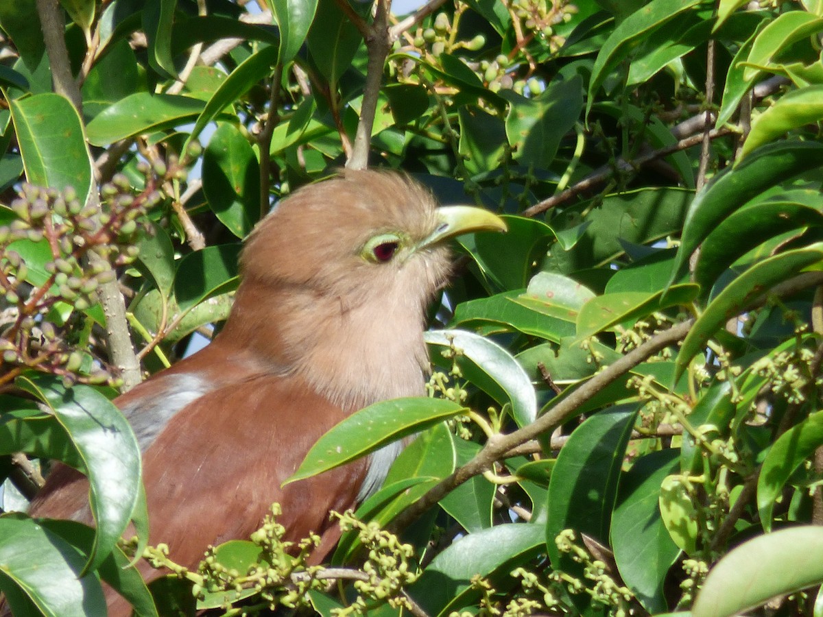 Squirrel Cuckoo - ML110136121