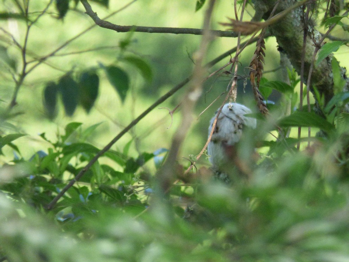 Northern Potoo - ML110136131