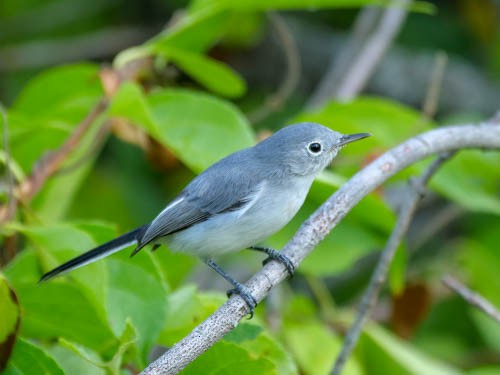 Blue-gray Gnatcatcher - ML110137671