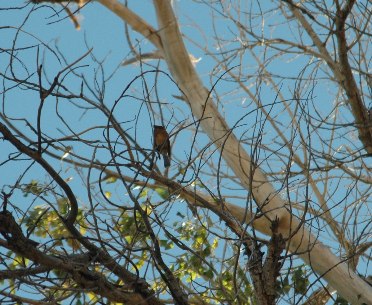 Tufted Flycatcher - ML110137691