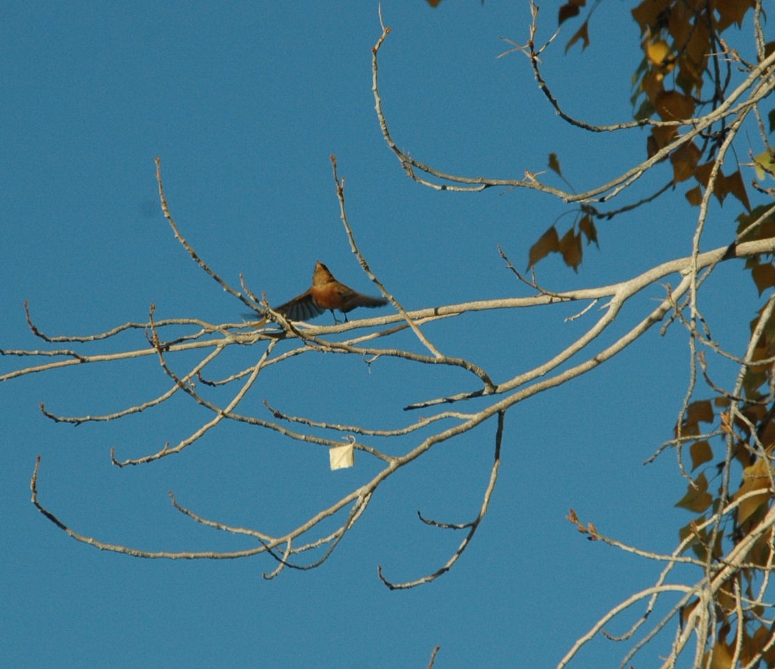 Tufted Flycatcher - Carol Thompson