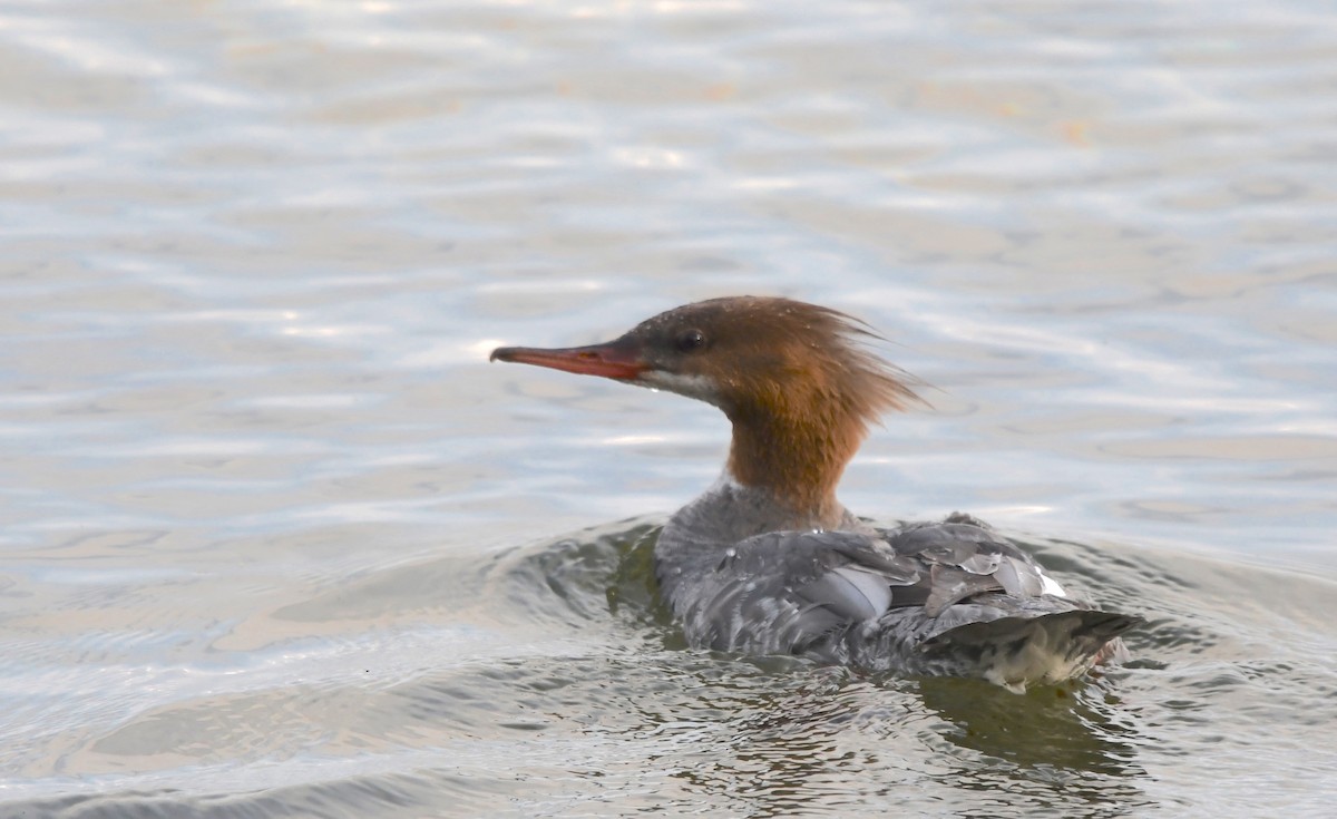 Common Merganser (North American) - George Ross