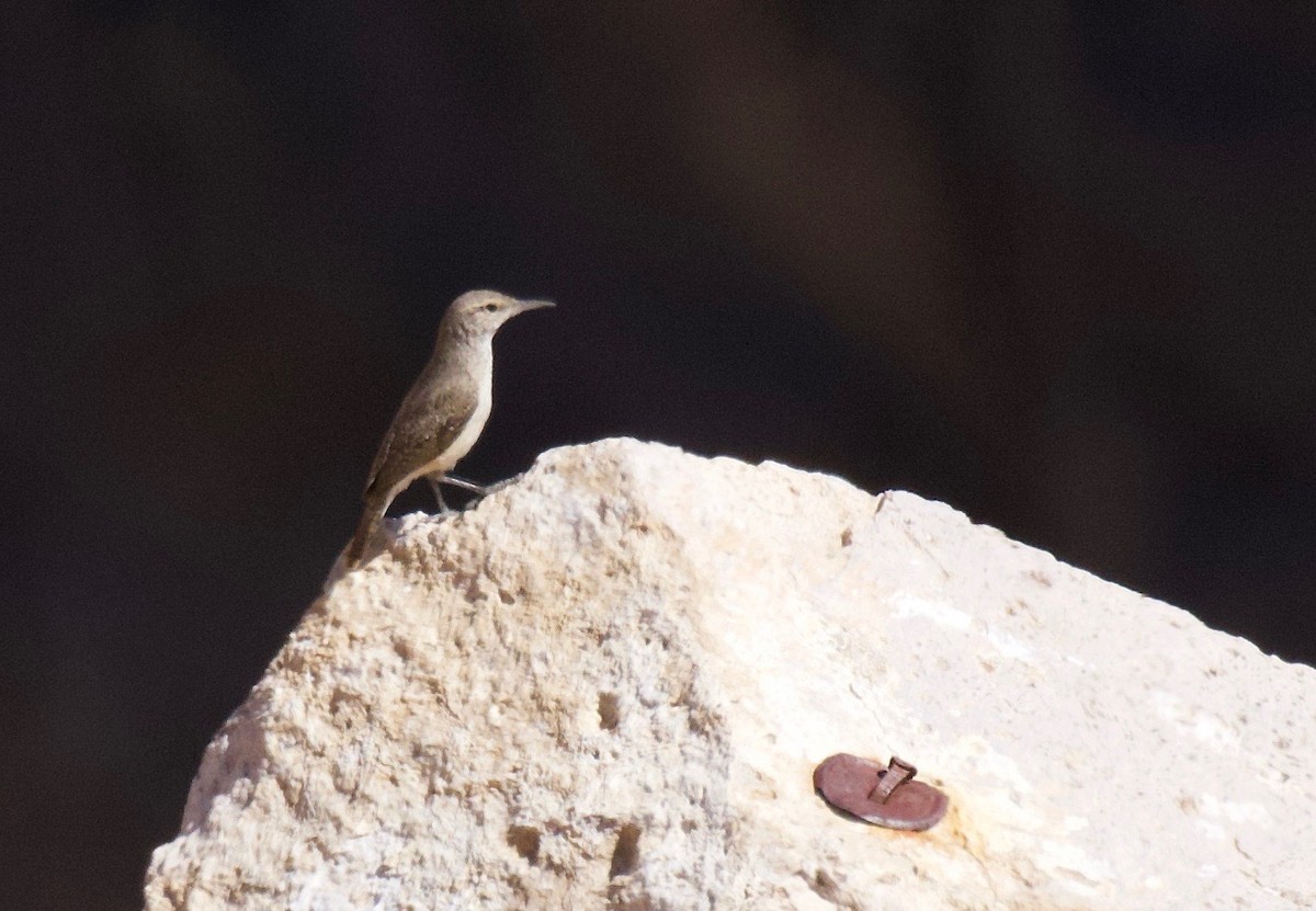 Troglodyte des rochers - ML110144191