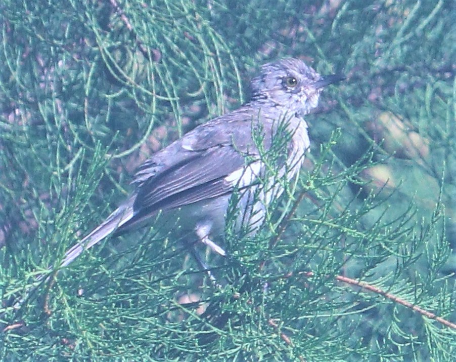 Northern Mockingbird - Marcelle Praetorius