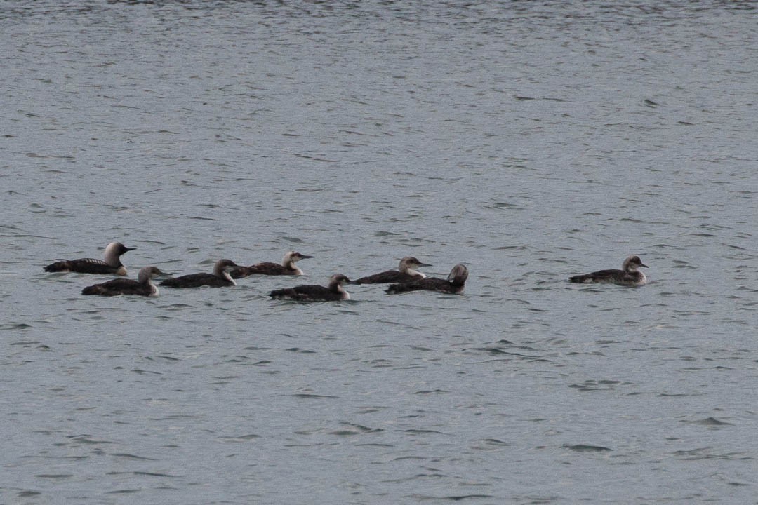 Pacific Loon - ML110145581