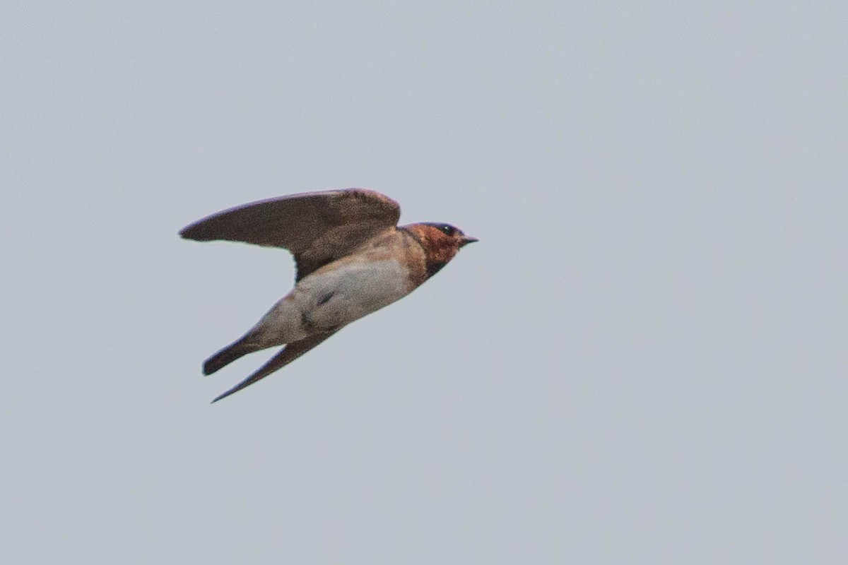 Cliff Swallow - Tanner Martin