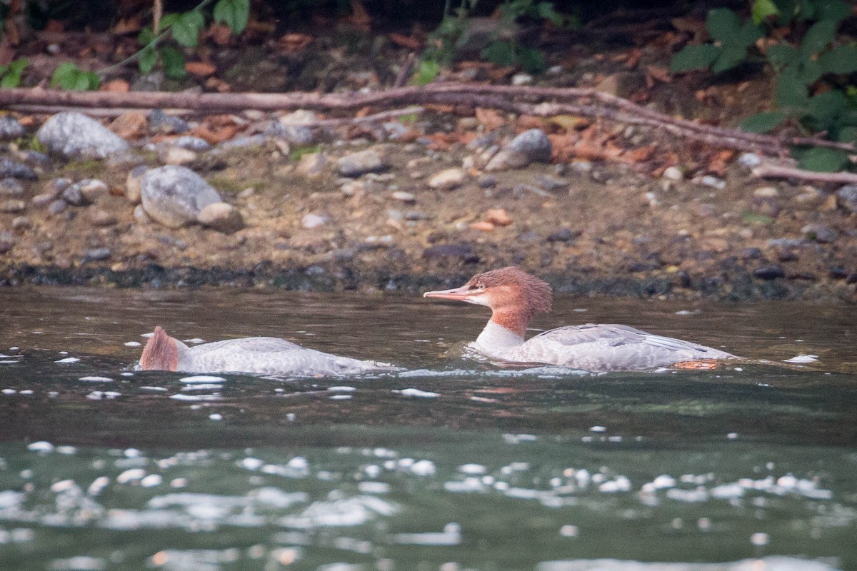 Common Merganser - Tanner Martin