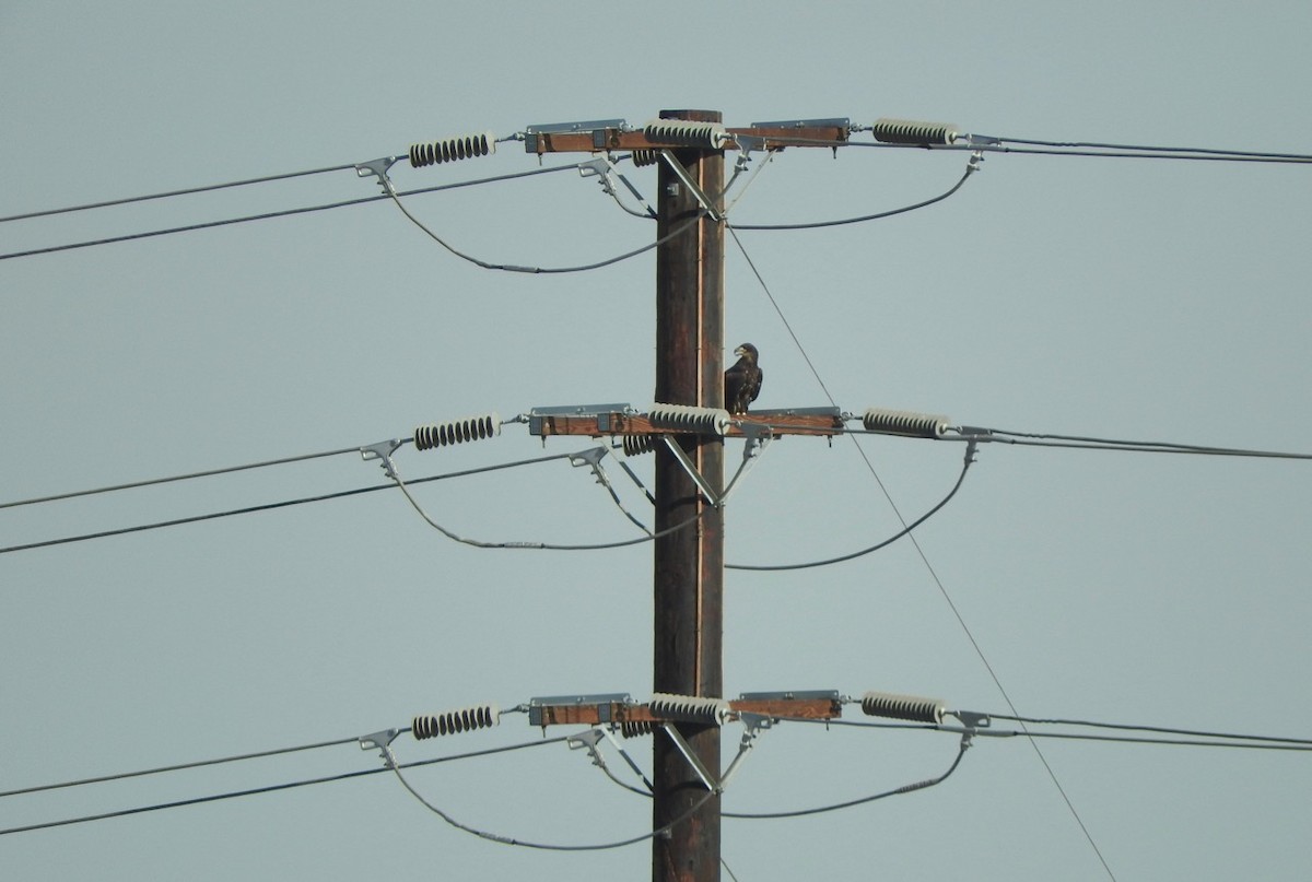 Bald Eagle - ML110149591