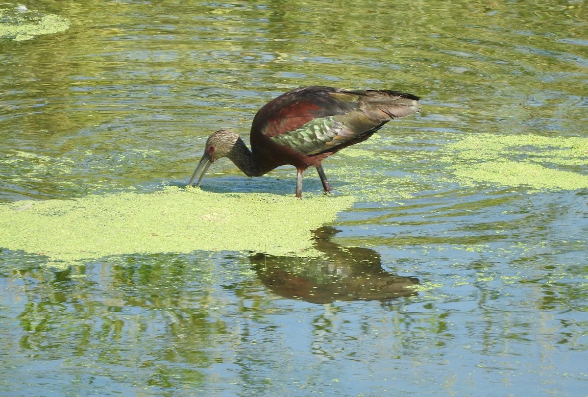 White-faced Ibis - ML110150061