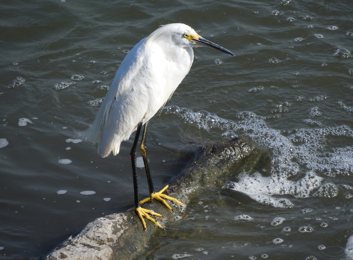 Snowy Egret - ML110150541