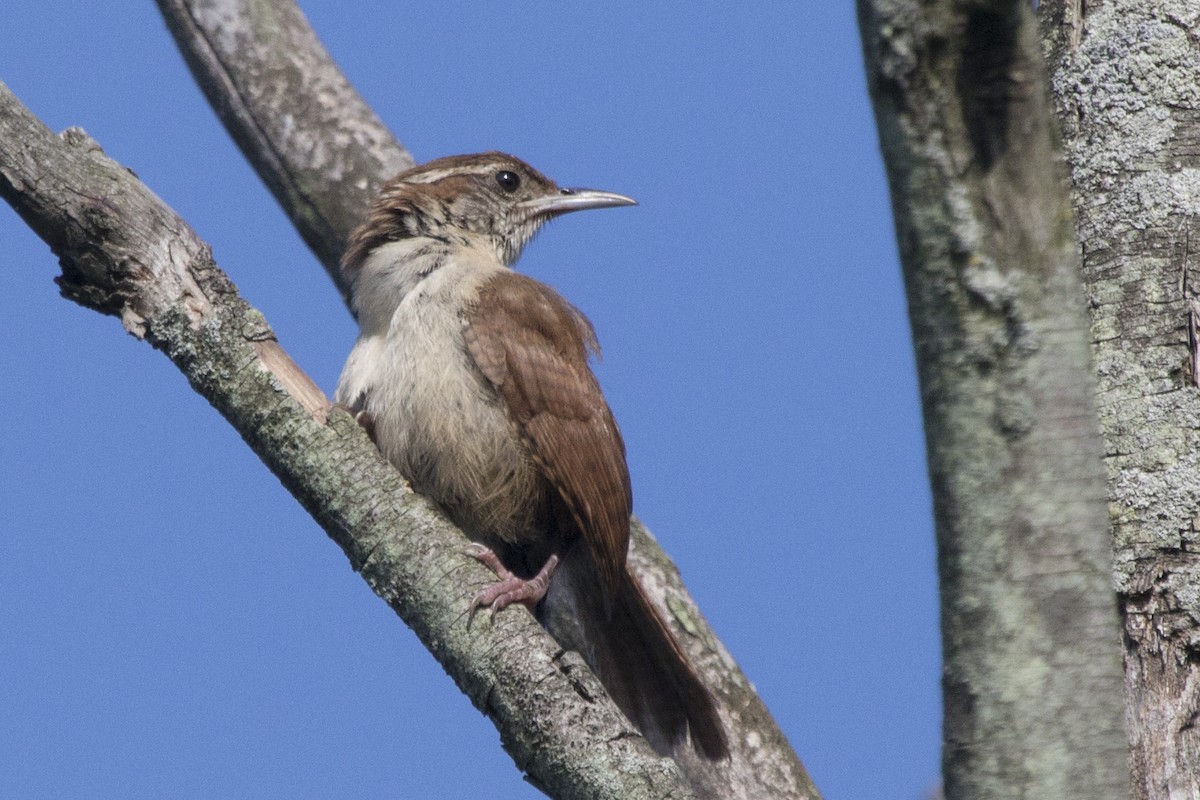 Carolina Wren - ML110152581