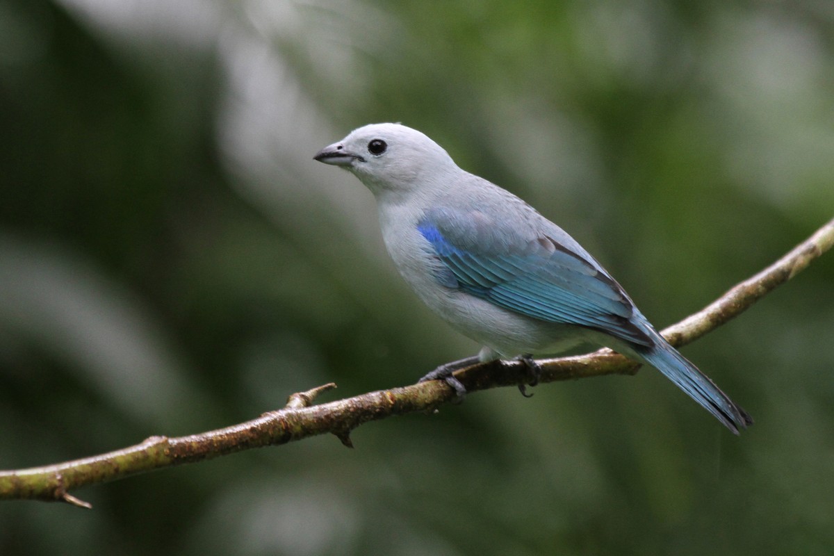 Blue-gray Tanager - ML110153151