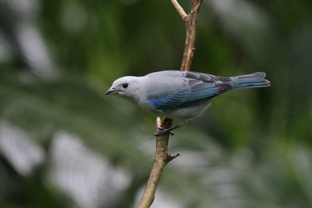 Blue-gray Tanager - ML110153261