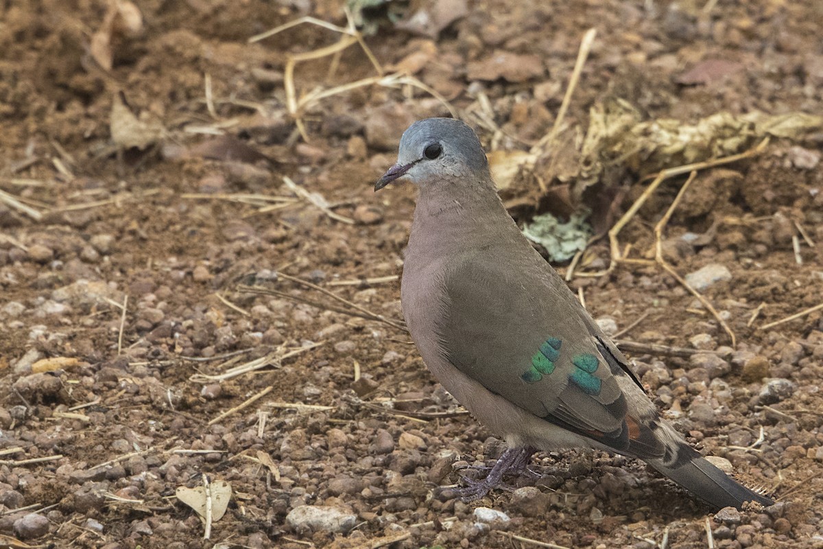 Emerald-spotted Wood-Dove - ML110155821