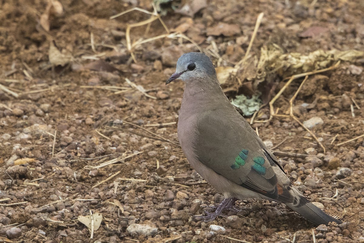 Palomita Aliverde - ML110155821