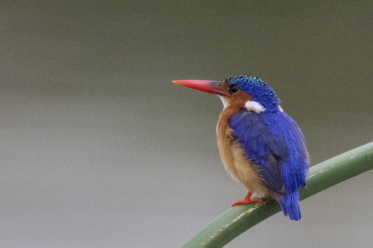 Malachite Kingfisher - ML110155911