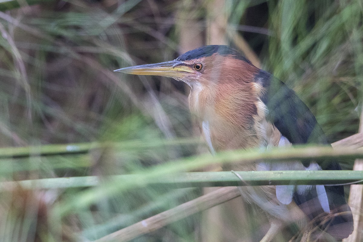 Little Bittern - ML110156051