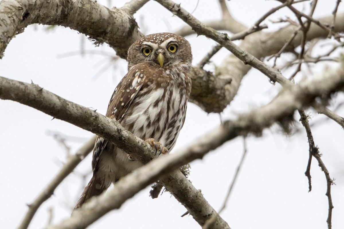 Pearl-spotted Owlet - Bradley Hacker 🦜