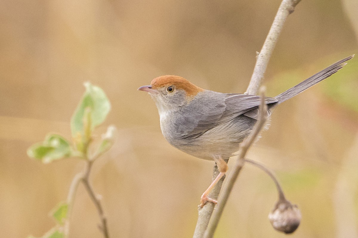 Tabora Cisticola - Bradley Hacker 🦜