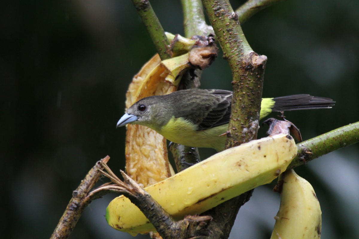 Flame-rumped Tanager - ML110156271