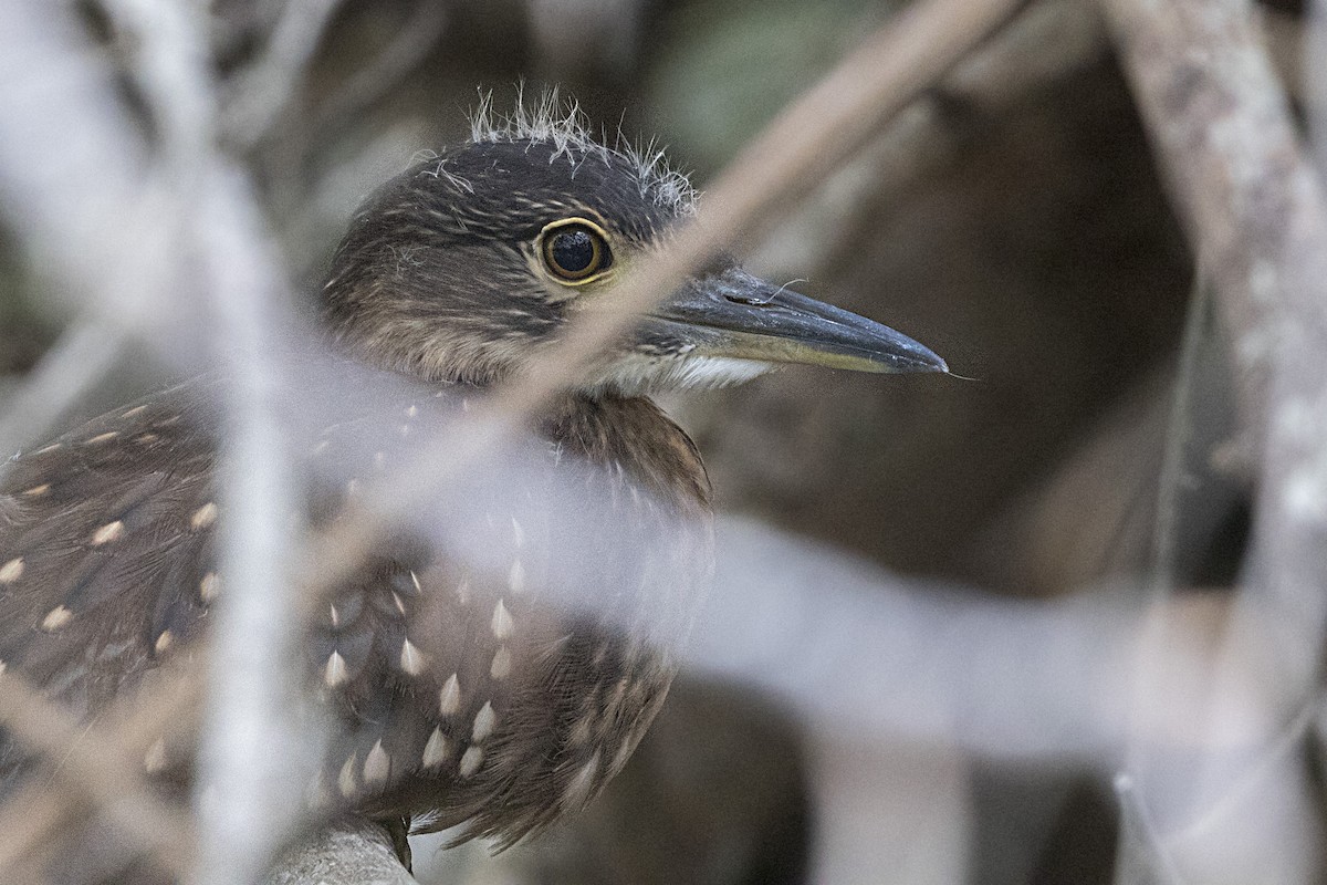 White-backed Night Heron - Bradley Hacker 🦜