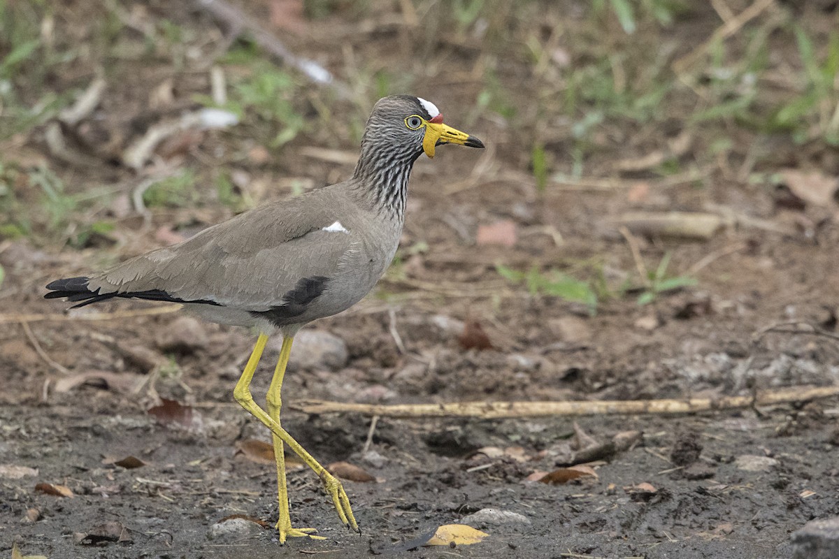 Wattled Lapwing - Bradley Hacker 🦜