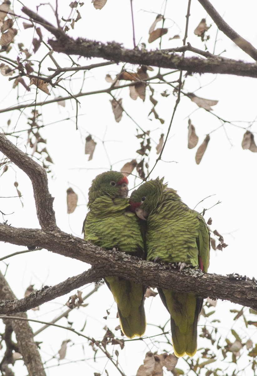 Tucuman Parrot - ML110157711