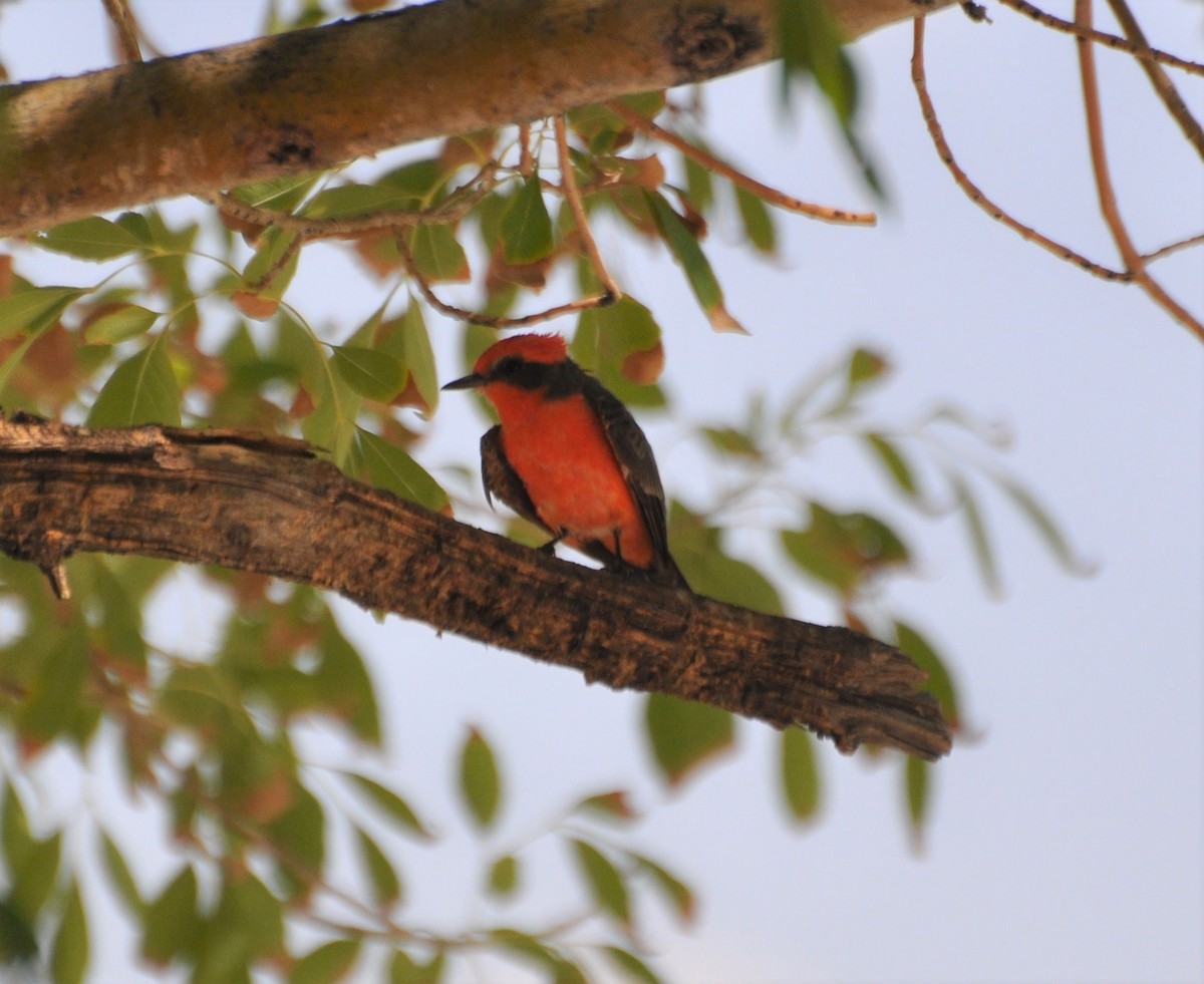 Vermilion Flycatcher (Northern) - Tim Healy