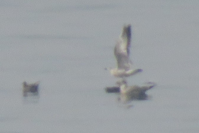 Balearic Shearwater - ML110166181
