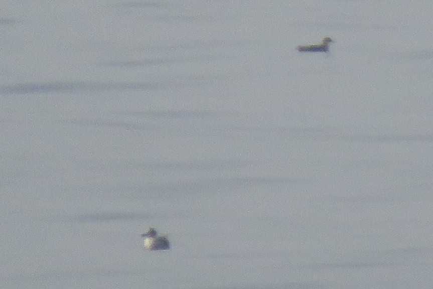 Balearic Shearwater - ML110166191