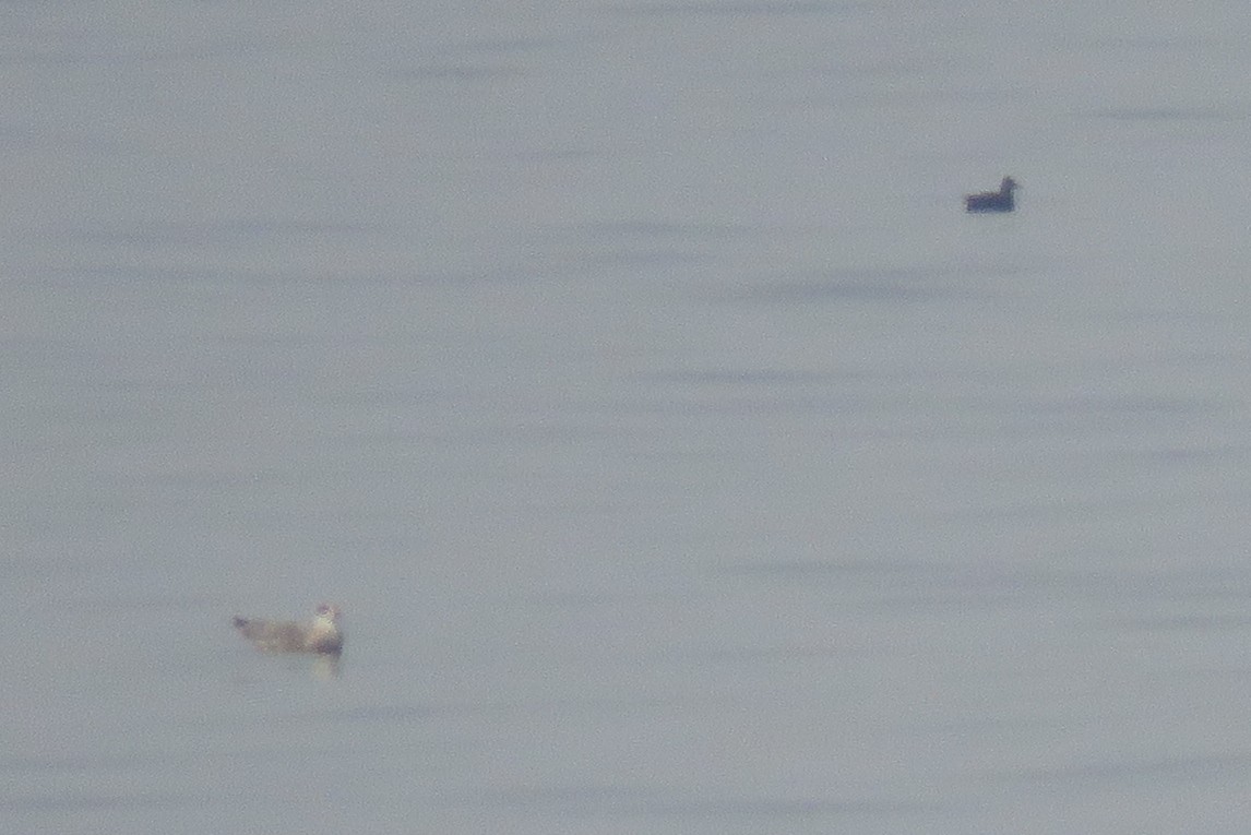 Balearic Shearwater - ML110166201