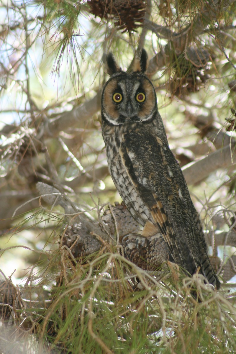 Long-eared Owl - Kimball Garrett