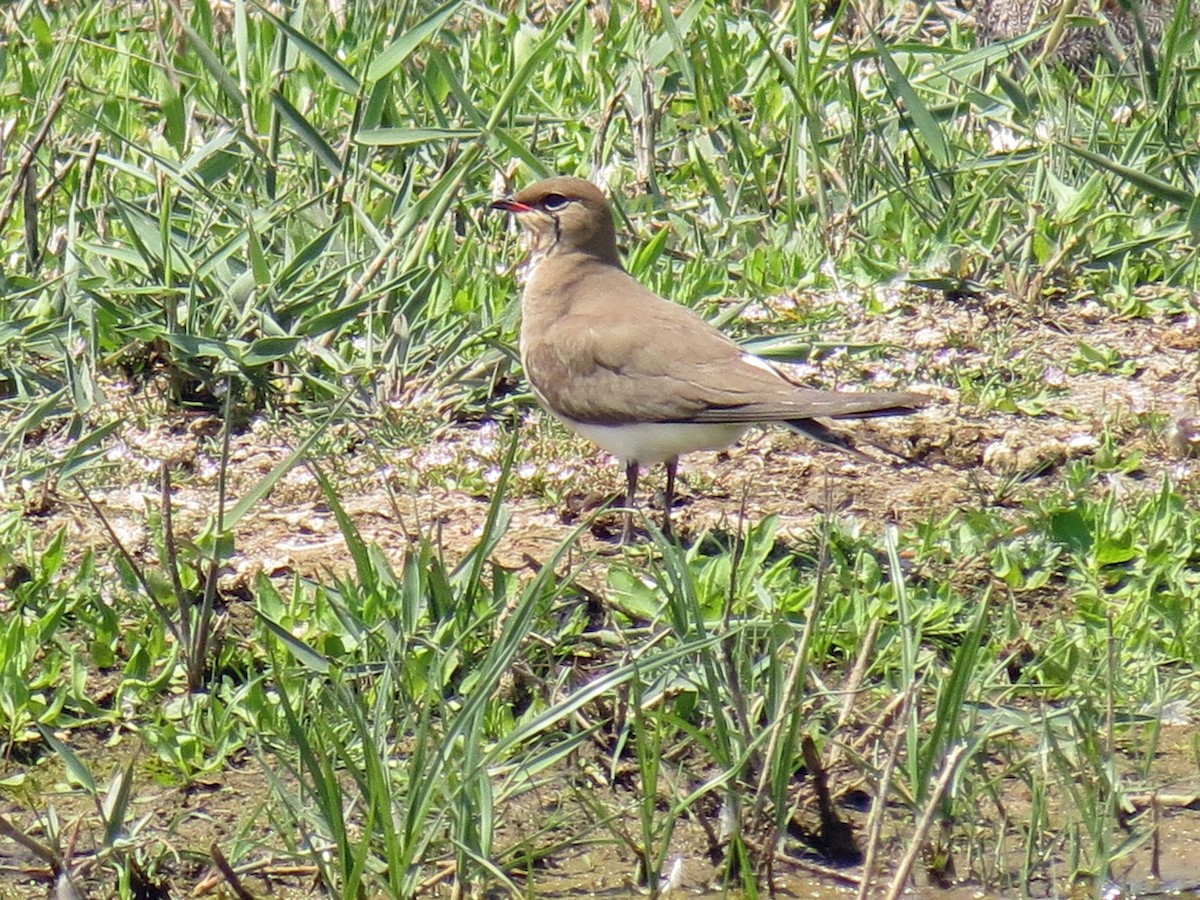 Collared Pratincole - ML110167031